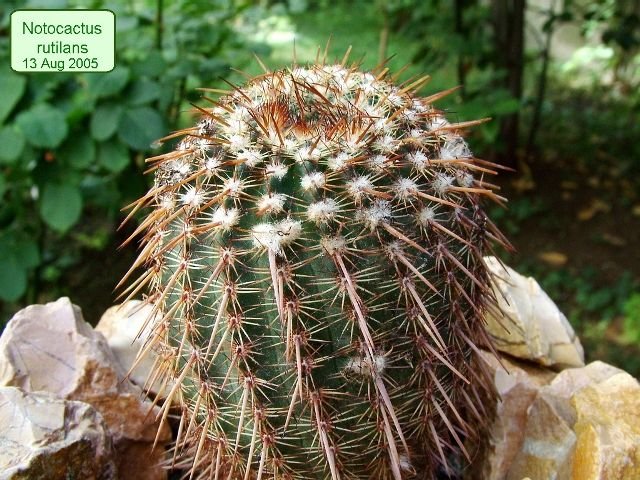 Notocactus _rutilans _01